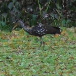 image of limpkin