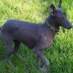 image of animal