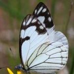 image of animal