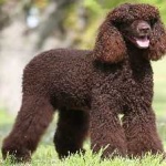 image of animal