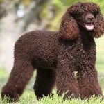 image of irish_spaniel #4