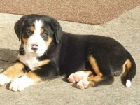 image of entlebucher