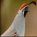 image of bird