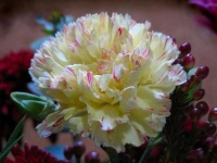 image of flower