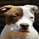 image of animal