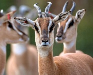 image of animal