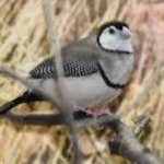 image of bird