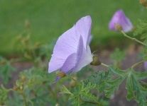 image of pelargonium #0