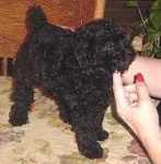 image of toy_poodle #32