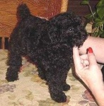 image of toy_poodle