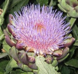 image of artichoke_flower #49