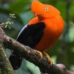 image of bird