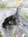 image of angora