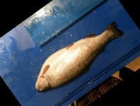 image of fish