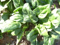 image of spinach #4