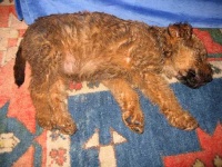 image of irish_terrier #18