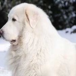 image of animal