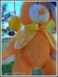 image of teddy