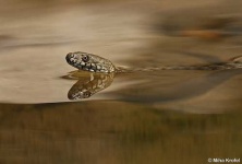 image of water_snake