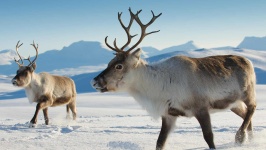 image of reindeer #33
