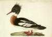 image of red_breasted_merganser