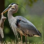 image of blue_heron #14