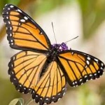 image of animal