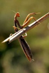 image of mantis
