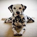 image of animal
