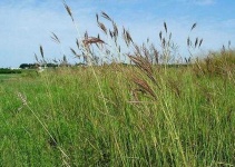 image of grass