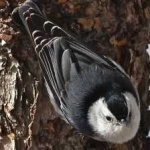 image of bird