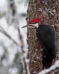 image of woodpecker #26