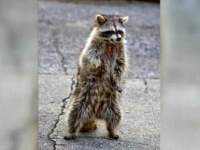 image of animal