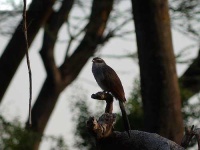 image of coucal