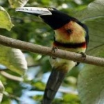 image of bird