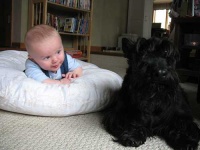 image of scotch_terrier