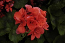image of flower
