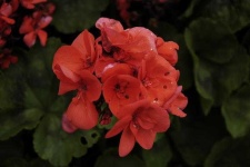 image of geranium #7