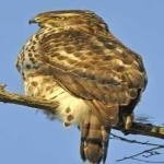 image of bird