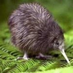image of bird