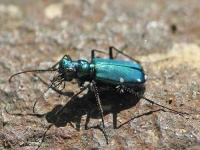 image of tiger_beetle #2