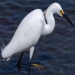 image of bird