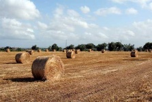 image of hay