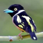 image of bird