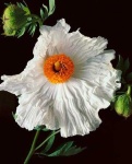 image of flower