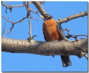 image of robin