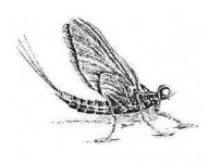 image of mayfly