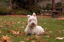 image of animal