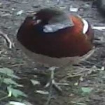image of bird