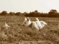 image of west_highland_white_terrier